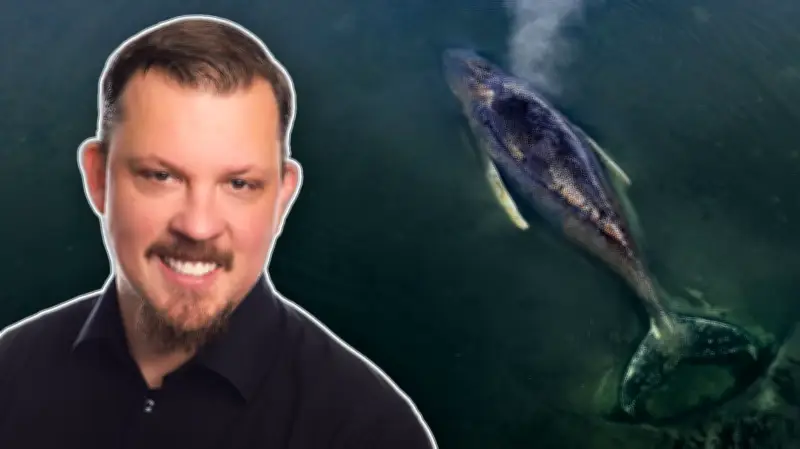 Ostsee-Wal-Drama: Rettungsversuche drohen, den Buckelwal zu Tode zu retten