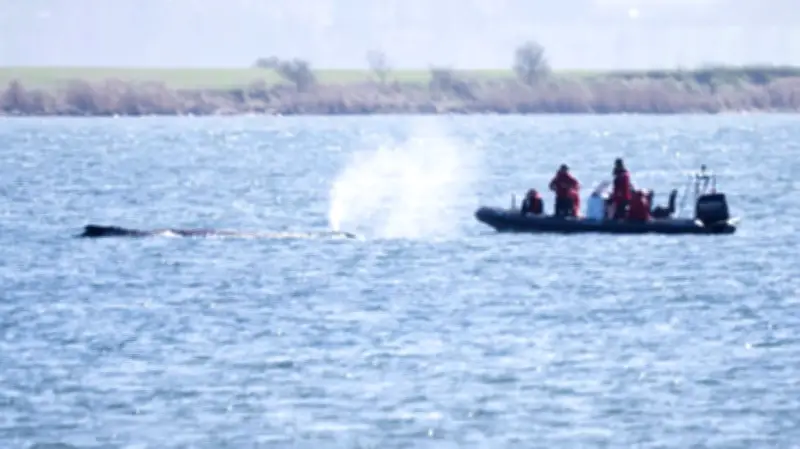 Ostsee-Wal vor Poel: Experten geben Überlebenschance auf - Rettung unmöglich