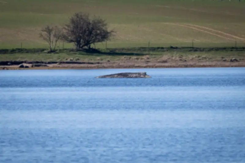 Ostsee-Wale als historische Symbole: Von Unheilszeichen bis Heilsbringer in Greifswalder Kirchen