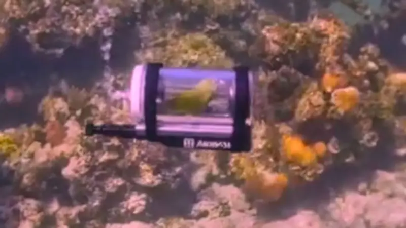 Papagei Bebe erkundet die Bahamas in einem personalisierten Mini-U-Boot