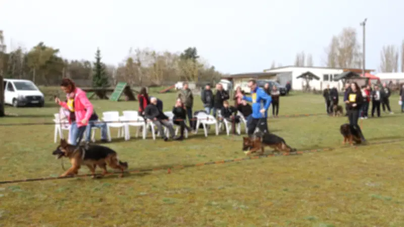 Pasewalk: Osterfeuer, Süßigkeiten-Suche und Schäferhunde-Schau zum Fest