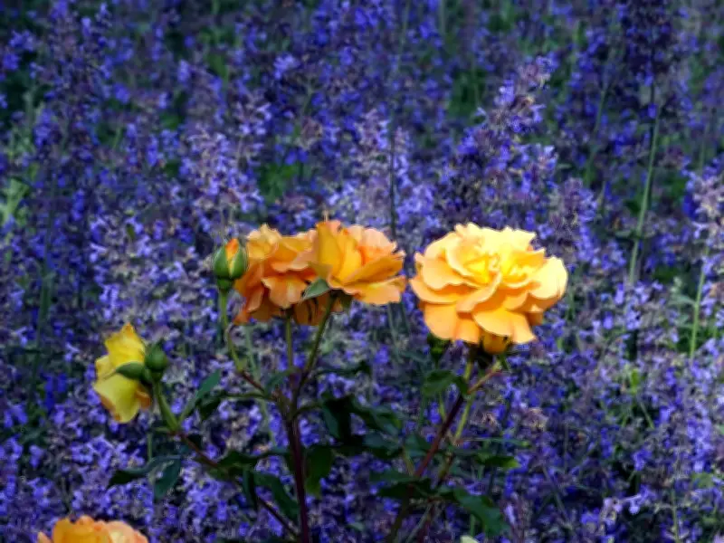 Perfekte Beetpartner: Diese Stauden harmonieren ideal mit Rosen