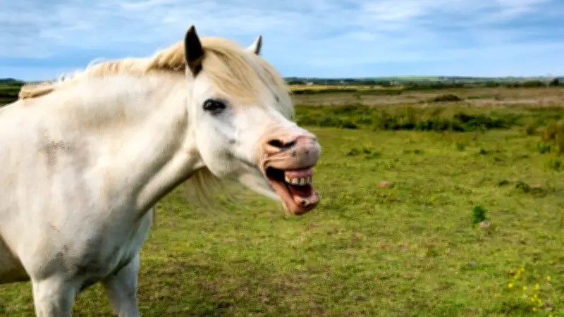 Pferde-Quiz: Kennen Sie die Fachbegriffe von Kastanien bis Köten?