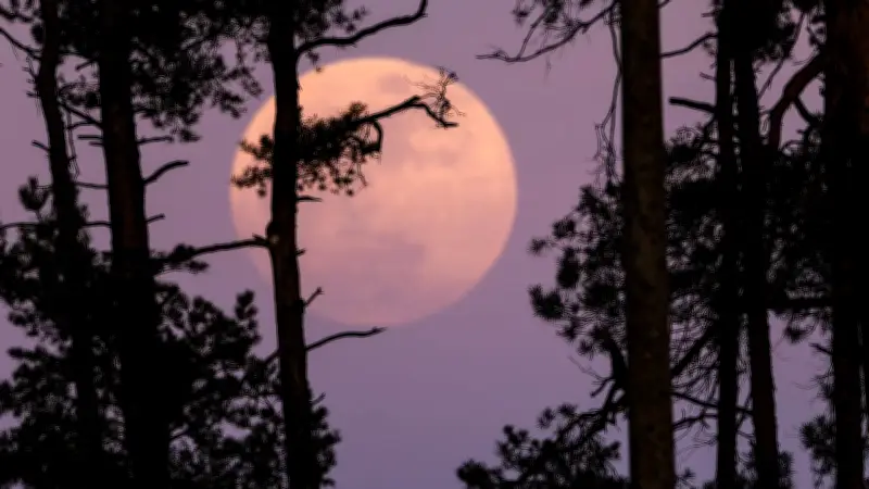 Pink Moon am 2. April 2026: Astrologische Wirkung auf Waage, Krebs und Steinbock