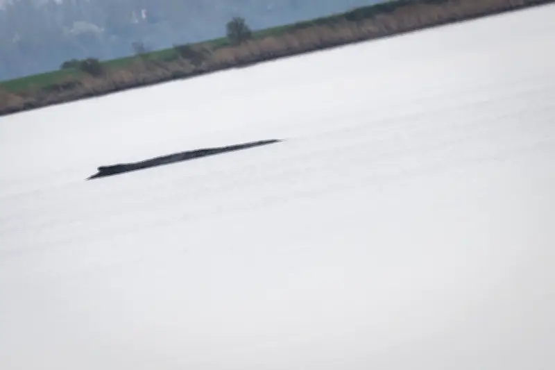 Polizei eskortiert Ausflugsschiff nach Zwischenfall mit Schwimmerin bei gestrandetem Wal