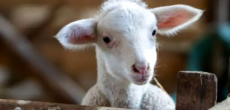 Polizei in Bayern rettet Schaf vor mutmaßlicher Schächtung ohne Betäubung