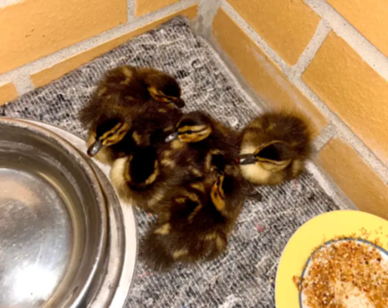 Polizei rettet sechs verlassene Entenküken im Berliner Wedding