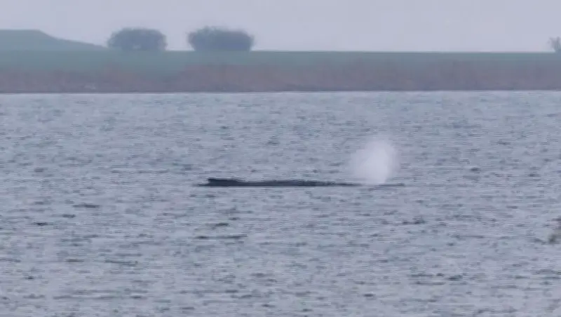 Polizei stoppt Münchner Eisbachsurferin (58) bei Wal-Besuch – Tierschützerin wollte schwimmen
