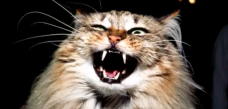 Polizeieinsatz in Stralsund: Fauchende Katze blockiert Mieterin im Hausflur