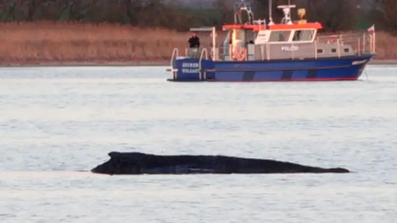Polizeischutz für sterbenden Buckelwal Timmy in der Bucht