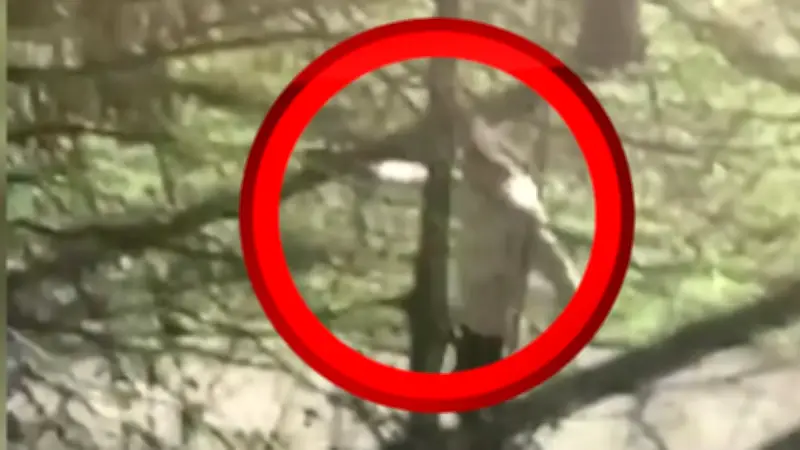 Polizistin bei Einsatz angeschossen: Täter nach Großfahndung im Wald festgenommen