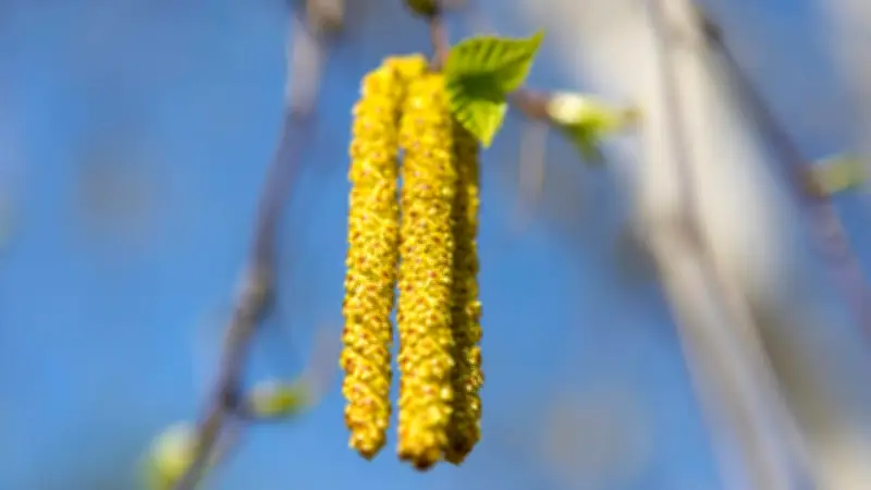 Pollen-Alarm in Deutschland: Birkenblüte erreicht höchste Warnstufe bei Allergikern