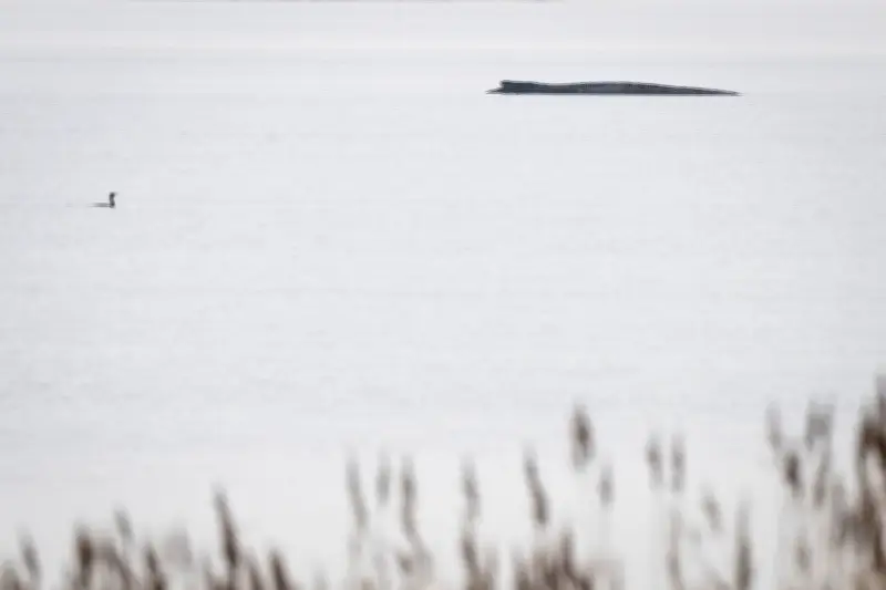 Populisten nutzen Wal-Drama: Warum die Wut um den Buckelwal vor Poel so emotional aufgeladen ist