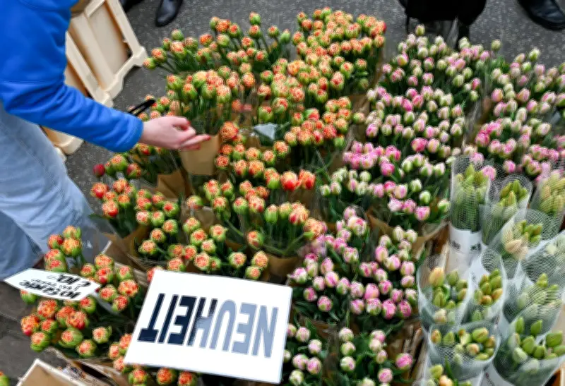 Potsdams Tulpenfest lockte trotz Wetter 13.000 Besucher ins Holländische Viertel