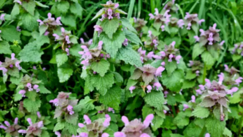 Purpurrote Taubnessel: Vom vermeintlichen Unkraut zum nützlichen Frühlingsboten