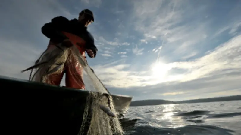 Quietschbäuche in Gefahr: Zwei einzigartige Maränen-Arten in Ostdeutschland akut vom Aussterben bedroht