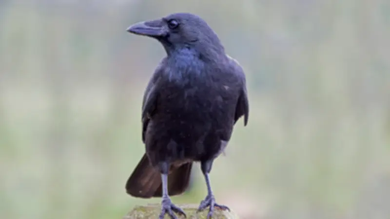 Rabenmütter: Warum der Begriff ein uralter Irrtum ist und was wirklich dahintersteckt