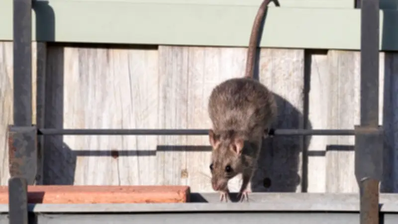 Ratten im Garten: Effektive Strategien zur Vertreibung der ungebetenen Nager