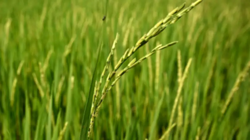 Regengeräusche lassen Reissamen um 40 Prozent schneller keimen
