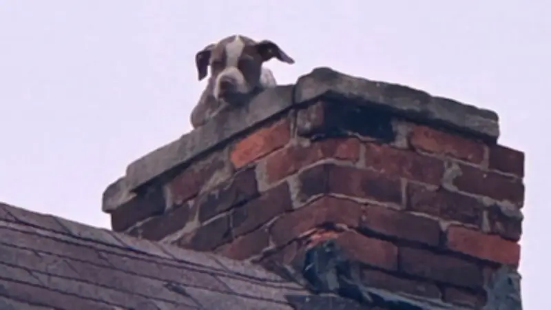 Rettung in luftiger Höhe: Welpe aus Schornstein befreit