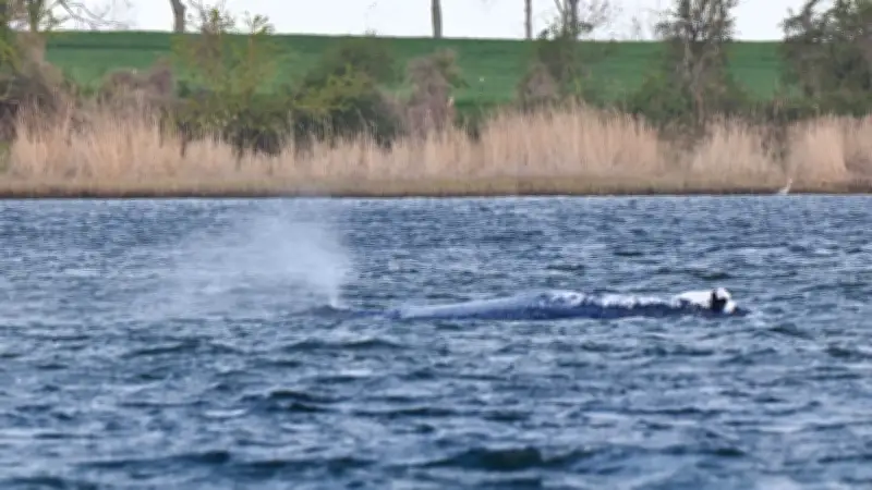 Rettung von Buckelwal Timmy vor Poel: Vorbereitungen laufen auf Hochtouren