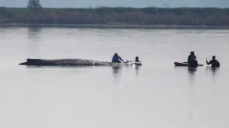 Rettungsaktion für Buckelwal Timmy: Millionäre fliegen Spezialistin aus Hawaii ein