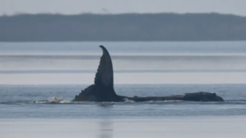 Rettungsaktion für gestrandeten Buckelwal vor Poel: Minister Backhaus duldet private Initiative