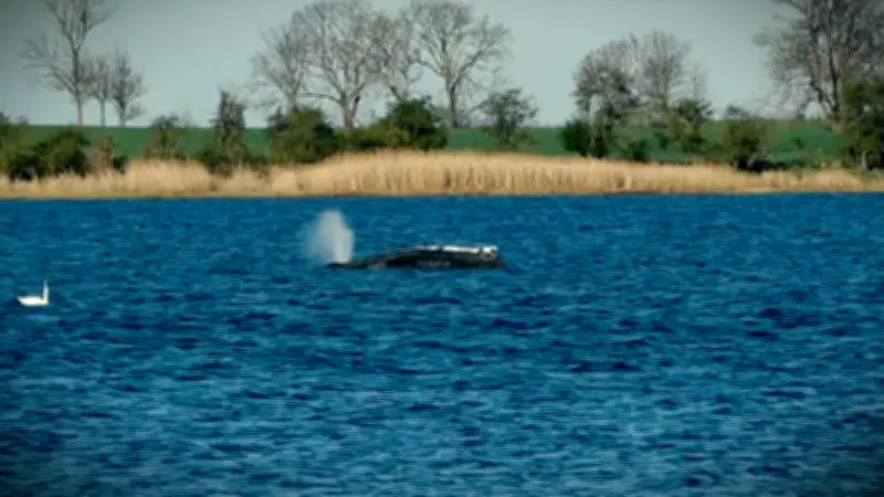 Rettungsaktion für gestrandeten Buckelwal vor Poel: Tag 24 im Livestream