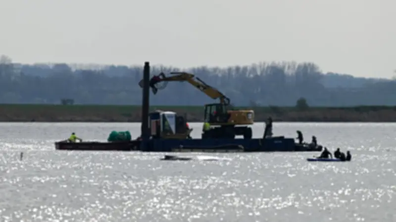 Rettungsaktion für Wal Timmy auf Poel: BILD-Reporterin vor Ort berichtet über dramatische Lage