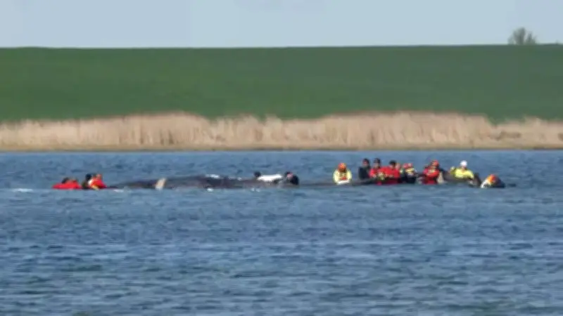 Rettungsaktion für Wal Timmy: Helfer ziehen Leine an