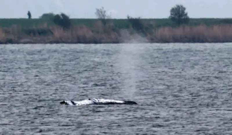 Rettungsinitiative für Buckelwal: Bereit für den Fall der Selbstbefreiung