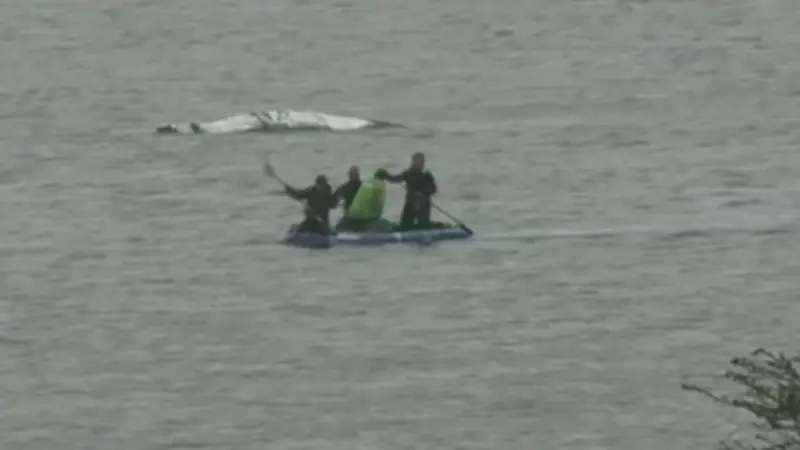 Rettungsversuch für Buckelwal Timmy: Helfer nähern sich nach 20 Tagen Drama