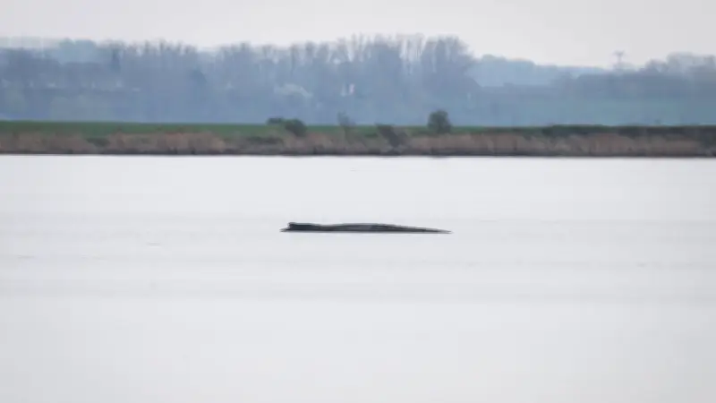 Rettungsversuch für Wal Timmy in der Bucht von Poel: Eilanträge und neue Pläne