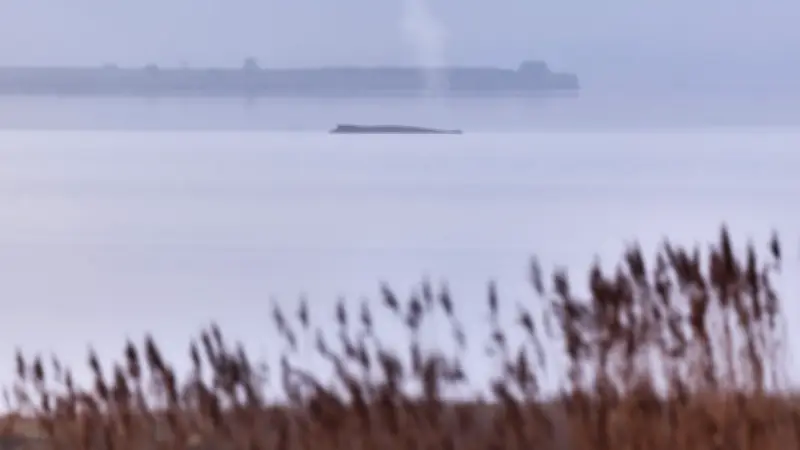 Rettungsversuche für gestrandeten Buckelwal vor Wismar werden eingestellt