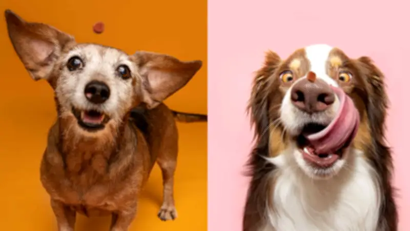 Rezeptfreie Kautablette gegen Hunde-Malaria und Monsterzecke jetzt in Apotheken erhältlich