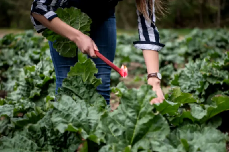 Rhabarber-Ernte: Drehen statt Schneiden für gesunde Pflanzen und reiche Ausbeute