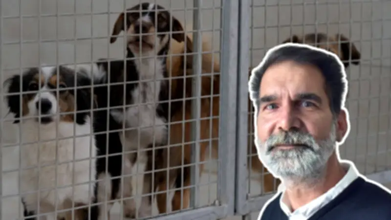 Rostocker Grüne fordern Hundesteuerbefreiung für Tierheim-Hunde