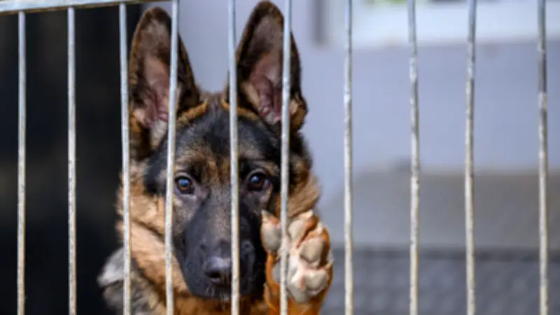 Rostocker Grünen fordern Hundesteuerbefreiung für Tierheim-Hunde: Finanzieller Anreiz für Adoptionen
