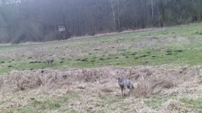 Rostocker Jäger warnt: Doppelstrategie im Umgang mit dem Wolf in MV ist gefährlich