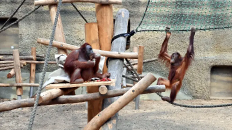 Rostocker Zoo: Orang-Utan-Anlage saniert, neues Großprojekt geplant