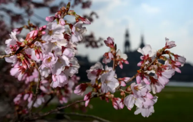 Sachsen: Sonniges Frühlingswetter hält bis Donnerstag - dann Regen und Schnee