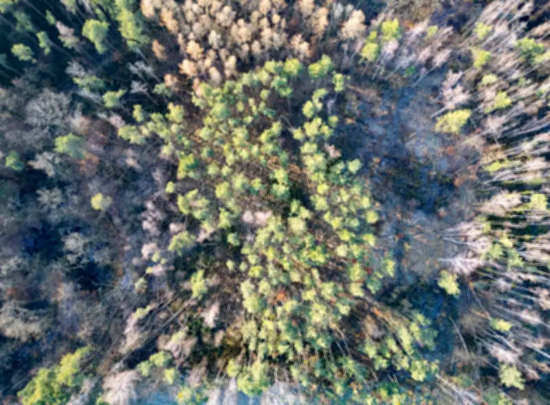 Sachsen warnt vor hoher Waldbrandgefahr: Norden und Osten besonders betroffen