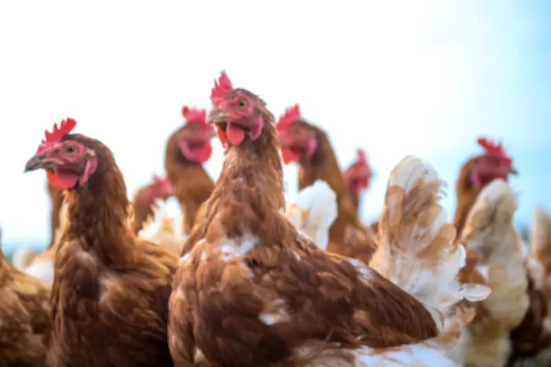 Sachsens Legehennen erzeugten 2025 fast 950 Millionen Eier - Bodenhaltung dominiert