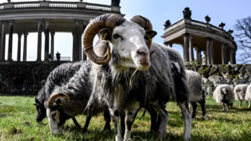Schafe als Landschaftspfleger: Wollige Rasenmäher im Park Sanssouci im Einsatz