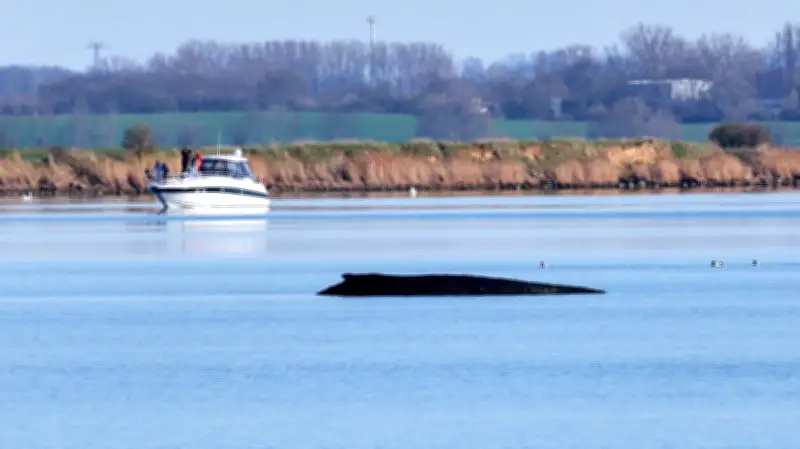 Schaulustige vor Poel: Bis zu 5.000 Euro Bußgeld für Annäherung an sterbenden Buckelwal