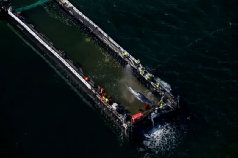 Schlepper übernimmt Barge mit gestrandetem Buckelwal
