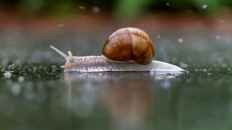 Schnecken-Invasion startet früh: Nasses Frühlingswetter lockt schleimige Gäste in die Gärten