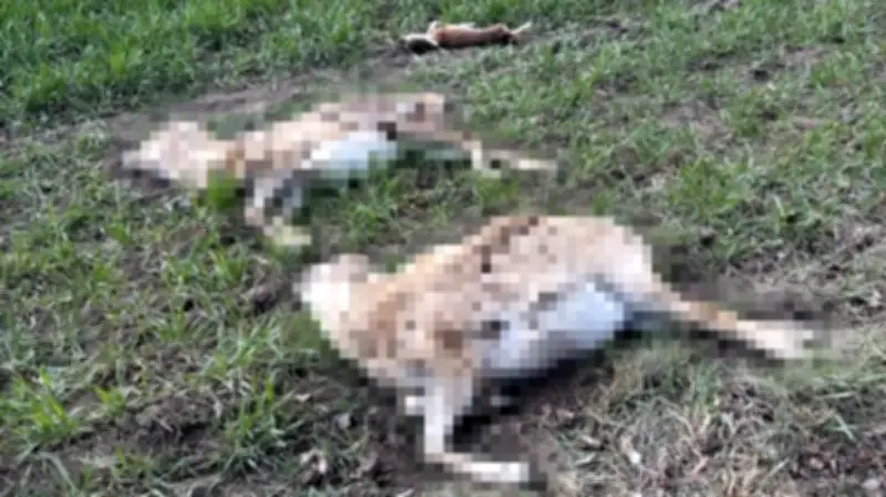 Schockfund bei Winningen: Drei tote Schafe illegal auf Acker entsorgt