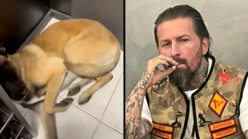 Schockierendes Video: Ex-Rockerboss Elvedin M. misshandelt seinen eigenen Hund