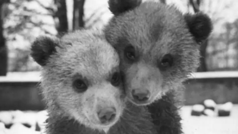 Schweriner Zoo feiert 70. Geburtstag mit Eintritt für nur 70 Cent